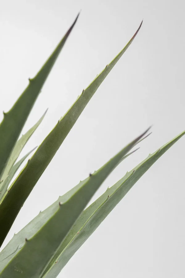 Tekokasvit>KARE Design Agave Tekokasvi 85cm