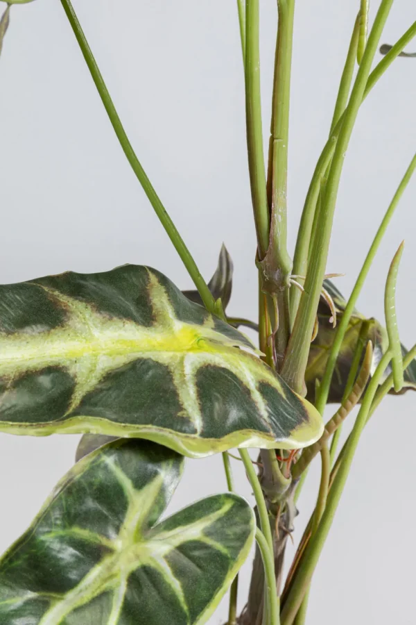 Tekokasvit>KARE Design Alocasia Tekokasvi 80cm