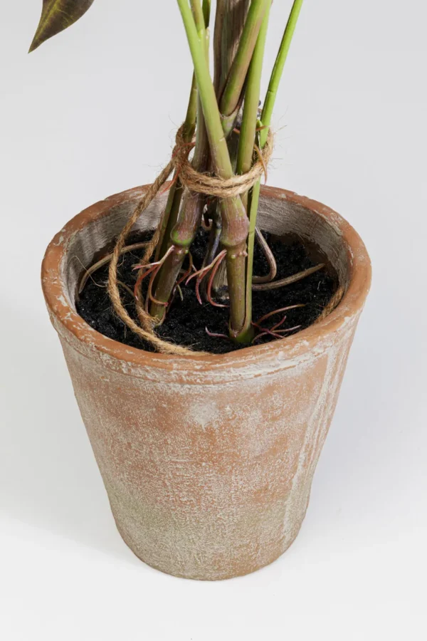 Tekokasvit>KARE Design Alocasia Tekokasvi 80cm