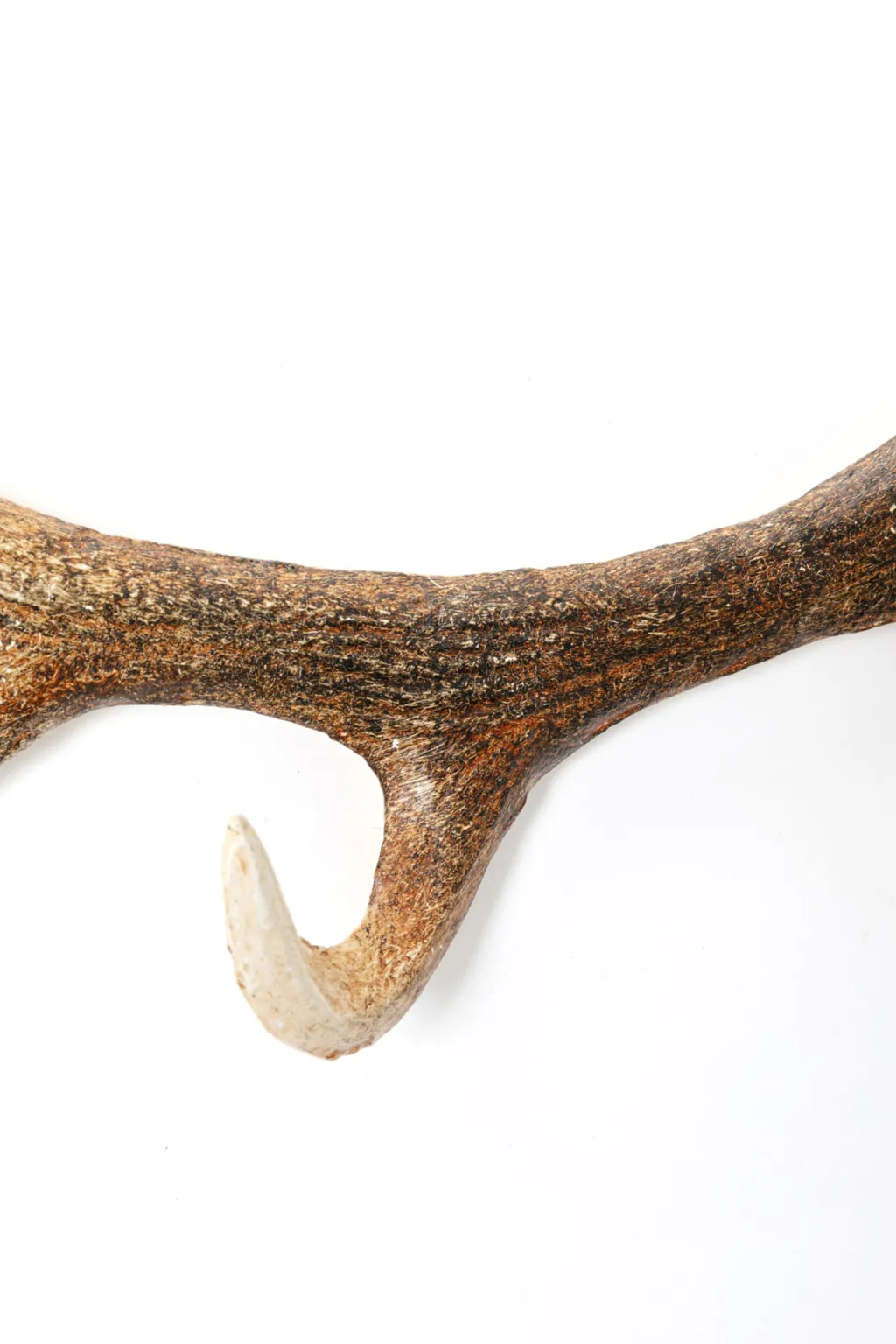 antler_nature_sarvet_seinnaulakko_cm_3.webp Seinänaulakot>KARE Design Antler Nature Sarvet Seinänaulakko 35cm
