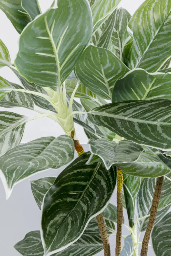 Tekokasvit>KARE Design Calathea Tekokasvi 140cm