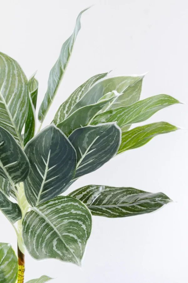 Tekokasvit>KARE Design Calathea Tekokasvi 140cm