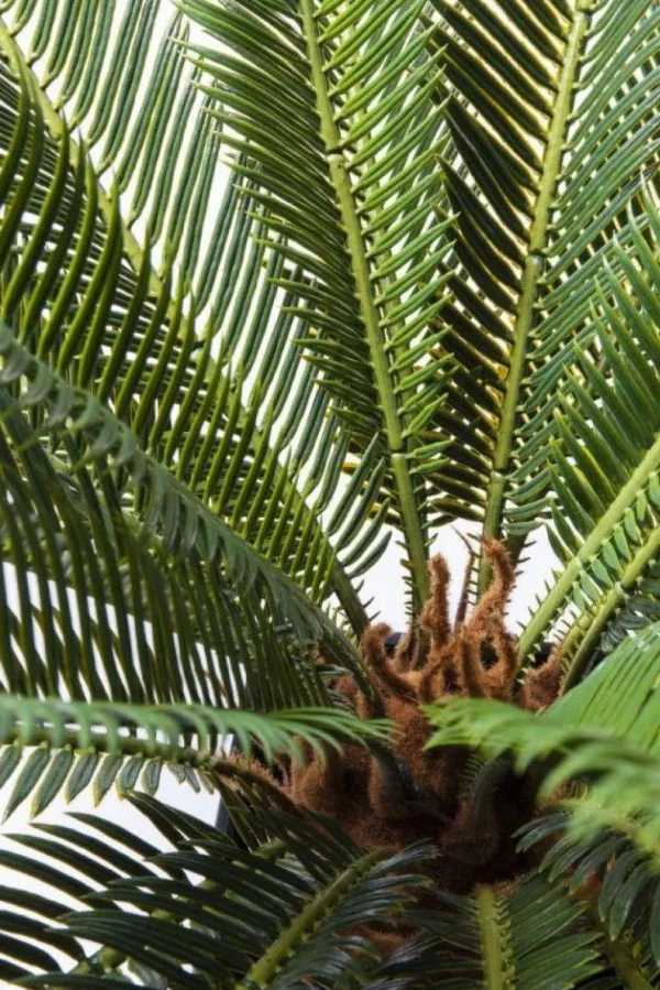 Tekokasvit>KARE Design Cycas Tree Tekokasvi 78cm
