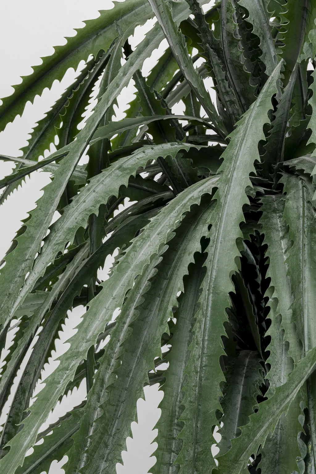 dragon_tree_tekokasvi_cm_1.webp Tekokasvit>KARE Design Dragon Tree Tekokasvi 155cm