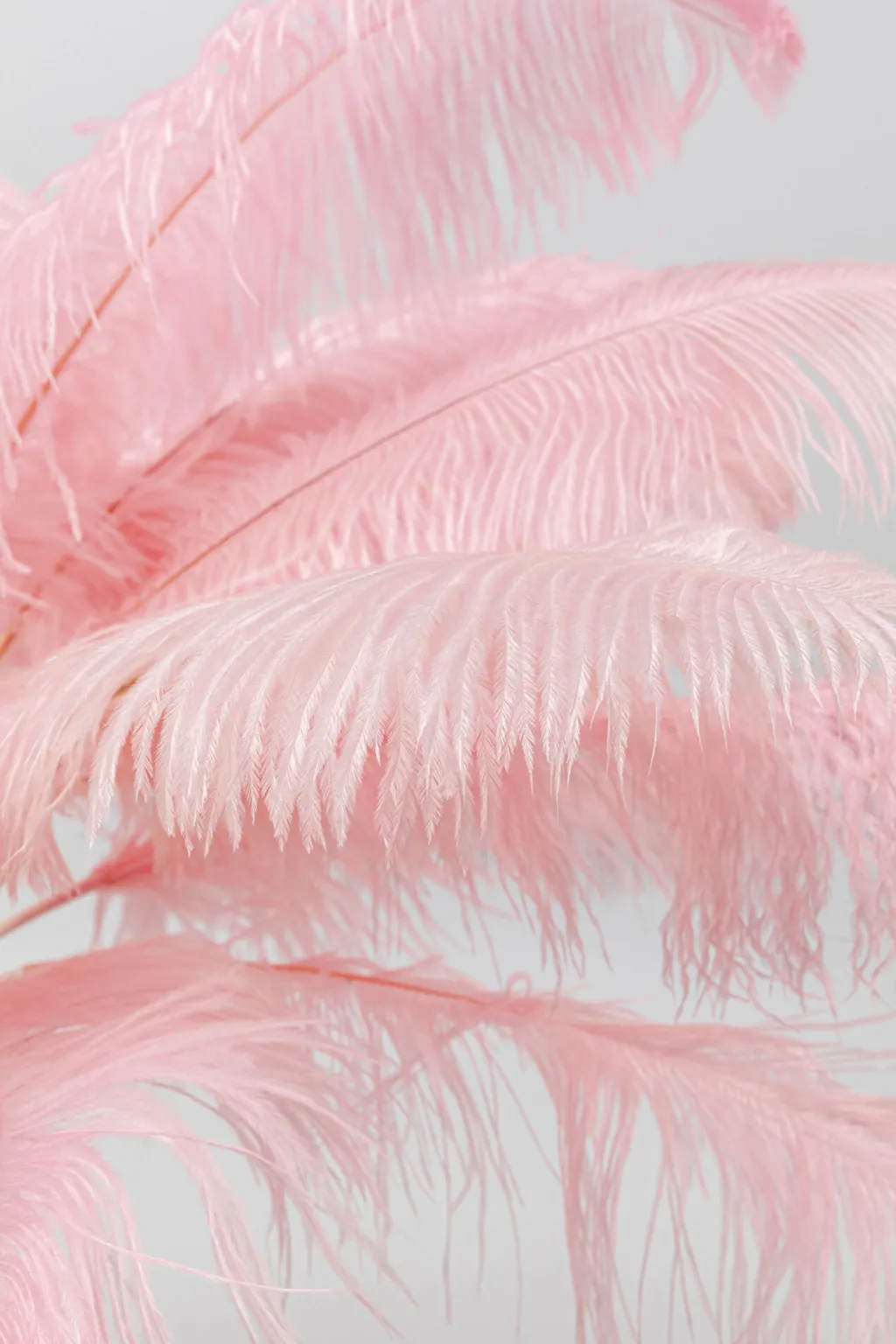 feather_palm_pytvalaisin_pinkki_cm_3.webp Pöytävalaisimet>KARE Design Feather Palm Pöytävalaisin Pinkki 60cm