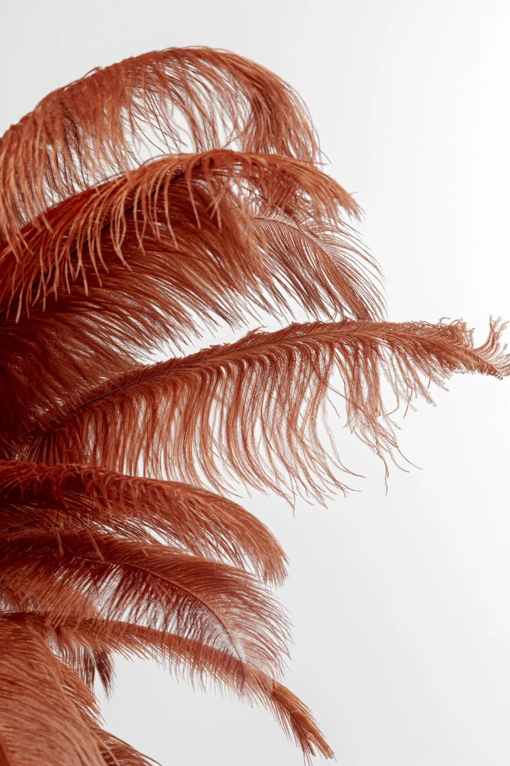 feather_palm_sulat_lattiavalaisin_ruosteenpunainen_cm_2.webp Lattiavalaisimet>KARE Design Feather Palm, Sulat Lattiavalaisin, Ruosteenpunainen, 165cm