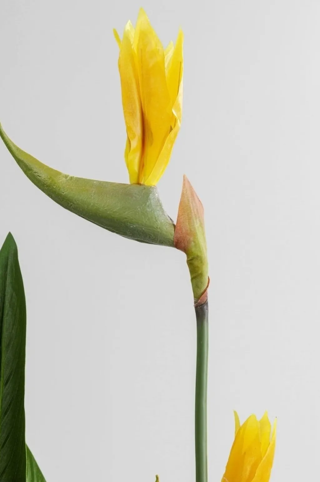 paradise_flowers_tekokasvi_cm_2.webp Tekokasvit>KARE Design Paradise Flowers Tekokasvi 190cm