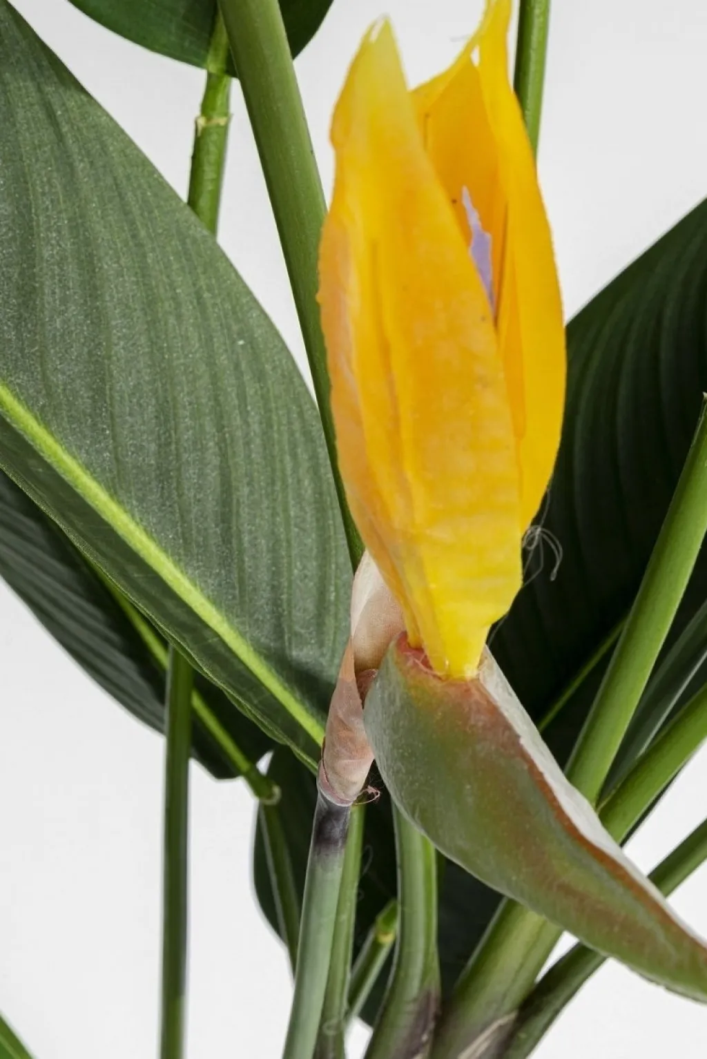 paradise_flowers_tekokasvi_cm_4.webp Tekokasvit>KARE Design Paradise Flowers Tekokasvi 190cm