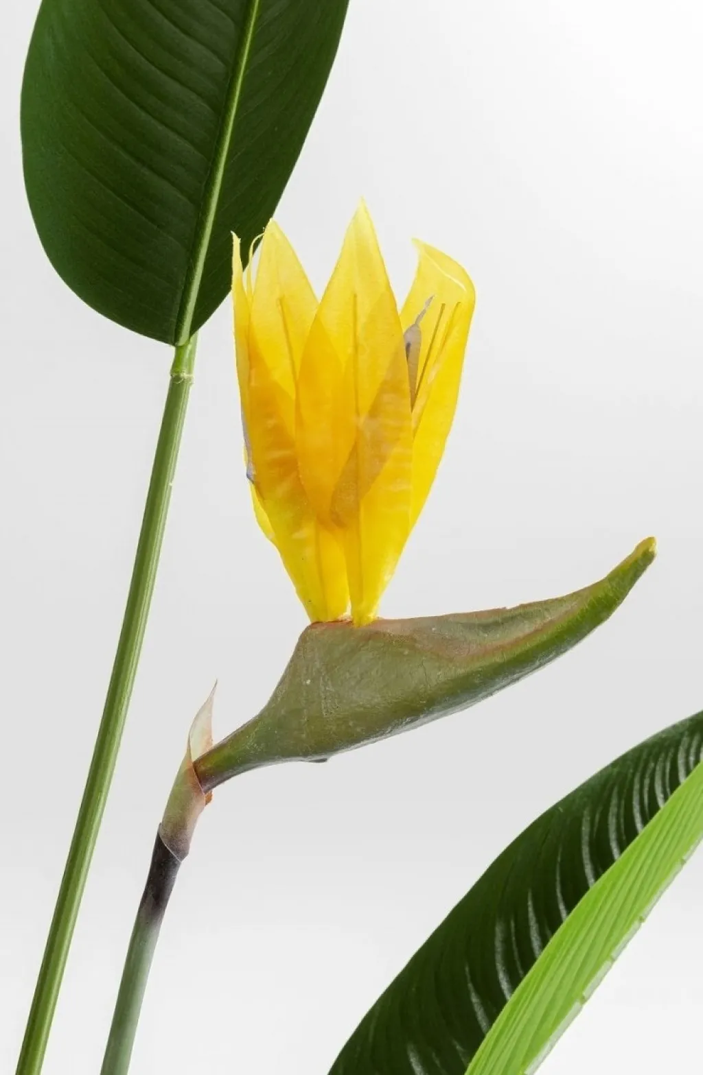 paradise_flowers_tekokasvi_cm_6.webp Tekokasvit>KARE Design Paradise Flowers Tekokasvi 190cm